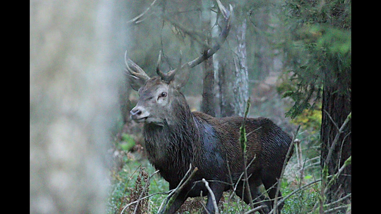 No powiem wam że tak już dawno sobie nie postrzelałem rykowisko 2025r