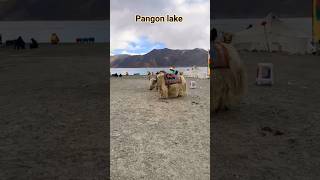 pangon lake #shorts,yak animal can survive extremely cold temperatures due to their thick fur.