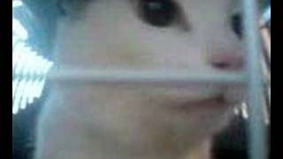 Talking cat saying hello (READ DESCRIPTION) Wealth
