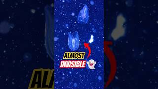 3 Most Transparent Animals in the World 👻 #Shorts #AnimalFacts #Wildlife ⭐