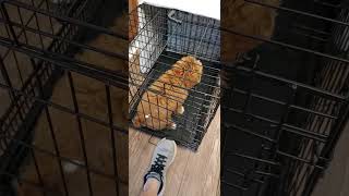 The Secret Behind Naming Our Puppy's Crate! #puppytraining #dogtraining by iamdogsmart 84 views 6 months ago 1 minute, 3 seconds