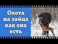 Охота на зайца с русской гончей как она есть. Как добыть зайца зимой. Рекомендуем к просмотру.