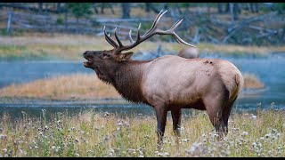 “Lake Trout Kill Elk”: An Invasive Species Story • Daily Dose of Nature