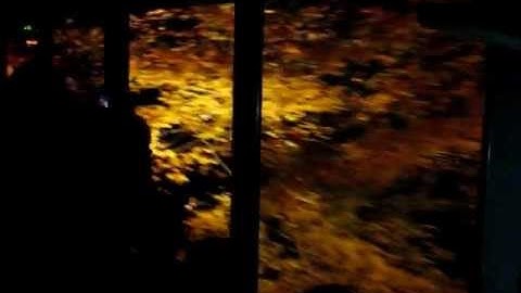 もみじのトンネル-maple tunnel-