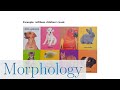 Morphology (NLP817 2.4)