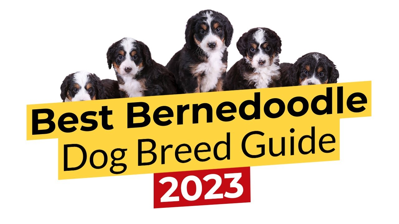 Dog Brush for Labradoodles, Goldendoodles, Cockapoos & Bernedoodles