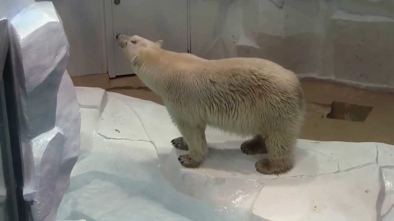 #6-8 Dec 2013 Polar bear at Wakayama, Japan - YouTube