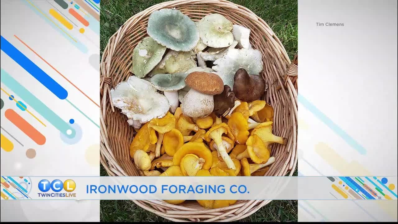 Foraging Mushrooms