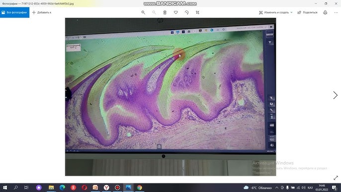 О маржан порно Crossdresser Cut