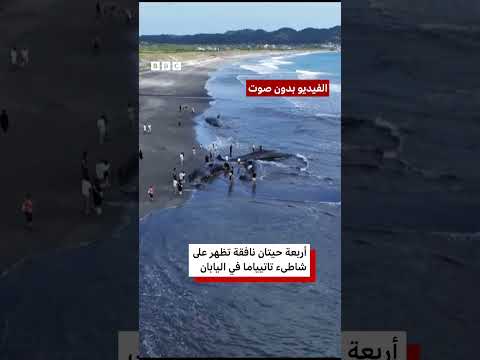 حيتان نافقة تجرفها المياه إلى شواطئ اليابان بعد تسونامي