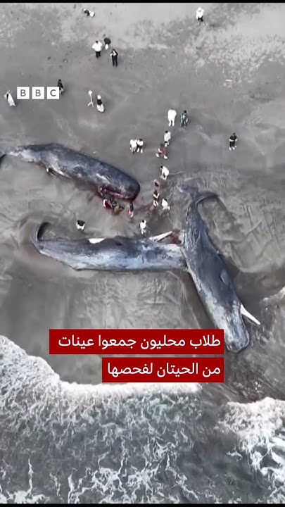           
 - نشر قبل 2 ساعة