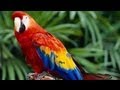 EL GUACAMAYO EN PELIGRO DE EXTINCION