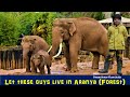 Let these Elephants live in Aranya (Forest) -  Documentary with Aneeshwar Kunchala