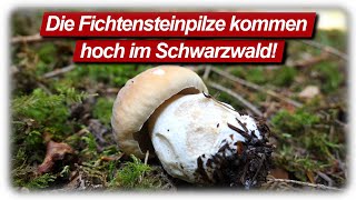 Fichtensteinpilze & Reizker sind da! | Pilztour Schwarzwald | Speisepilze sammeln im Juli 2021
