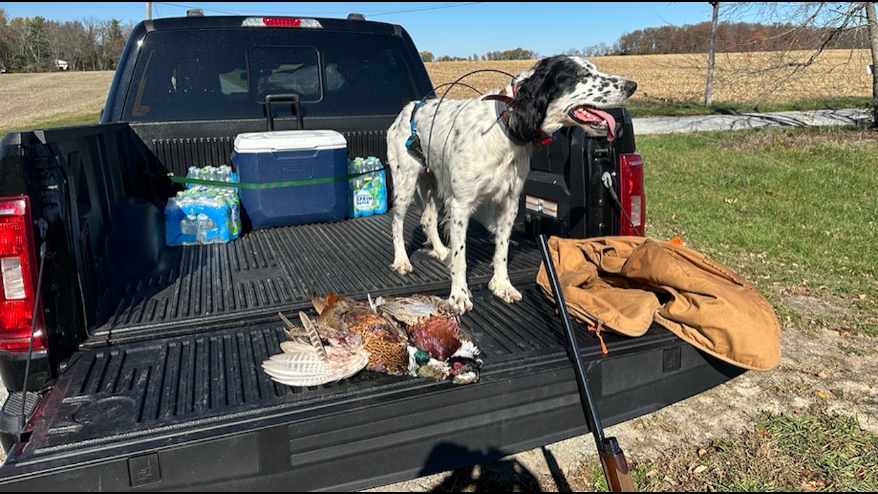 Pheasant Hunting with My Llewellin Setter | Tips for Successful Upland Bird Hunting 