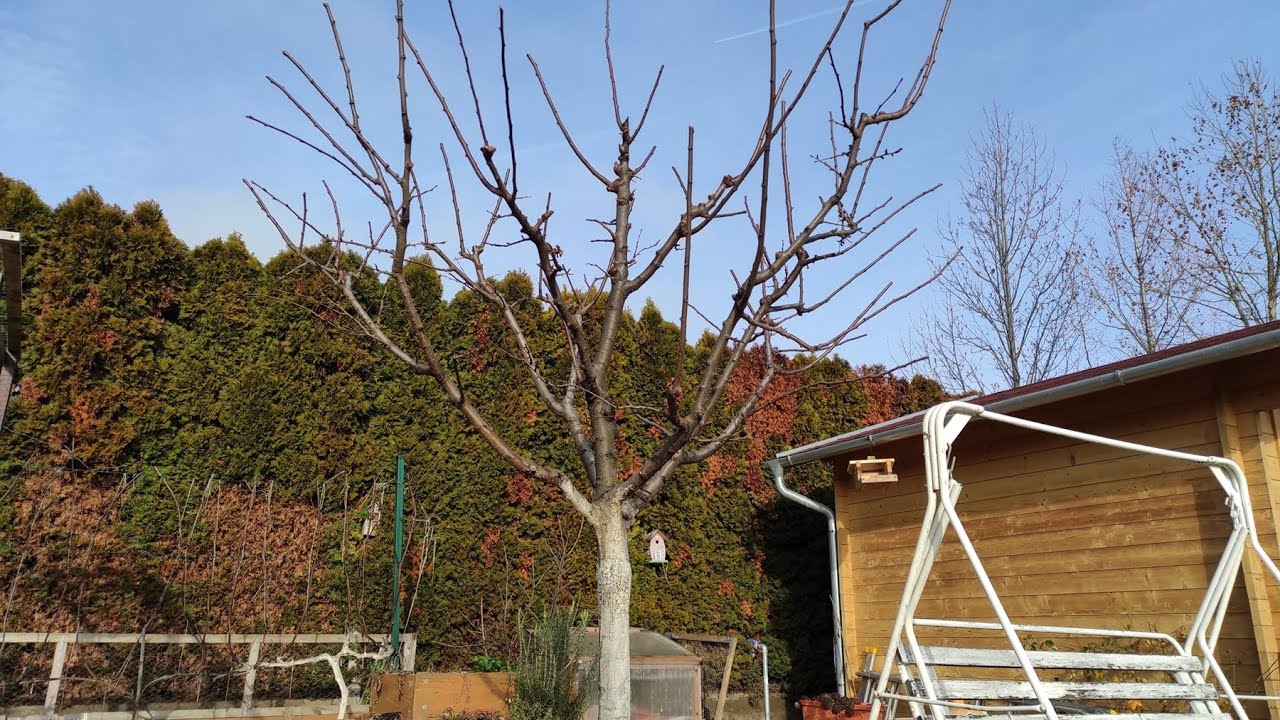 S04. 04. Metszés, elméletből gyakorlat 2023 (szilva és alma)