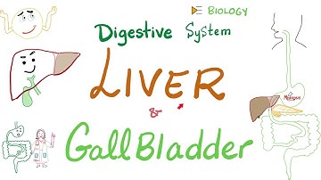 Liver and Gallbladder | Digestive System