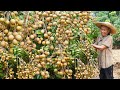 Grandma making dried longan and traditional food｜龍眼吃不完這樣做，傳統方法耗時5天，又香又甜耐保存｜广西 美食 ｜玉林阿婆