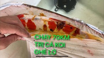 CHẠY 70KM TRỊ CÁ KOI BỊ LỞ GHẺ MUA MƯA || CÁ KOI VLOG TRẦN ĐỨC CƯỜNG