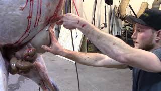 Skinning and quartering a moose
