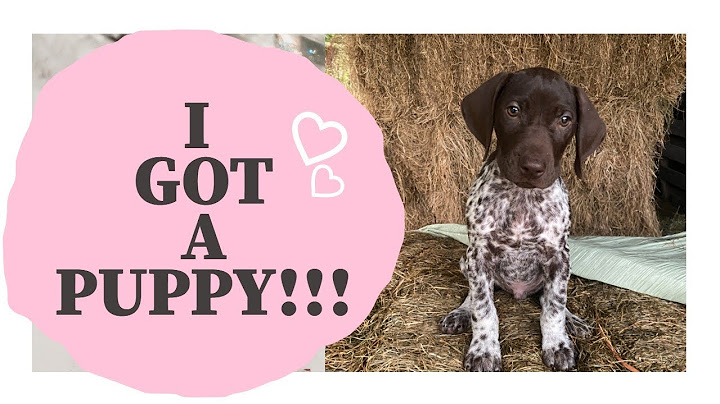 Finished german shorthaired pointers for sale