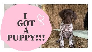 Picking up my NEW PUPPY!!! // First 24 Hours // German Shorthaired Pointer Puppy