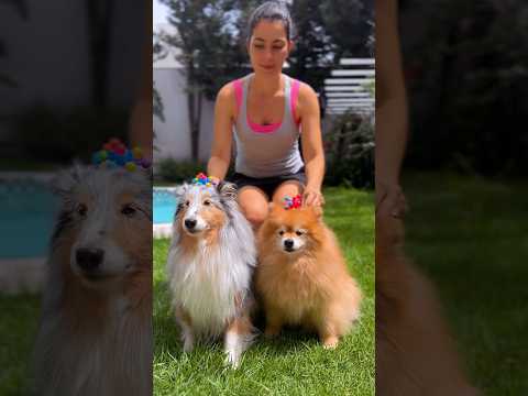 Spa para cachorros #asmr #asmrsounds  #satisfying