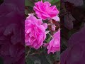 Mesmerizing Telugu Song! Roja Roja 🩷 Evergreen Telugu Song ♥️