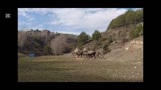  🫎Geyiklere Yem Verirken Doğanın Huzuru🦌