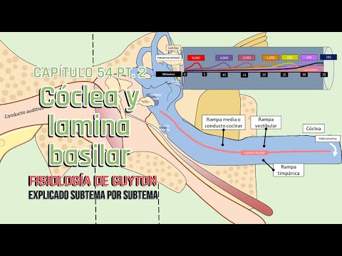 CAP 53 2/5: Cóclea y lamina basilar l Fisiología de Guyton