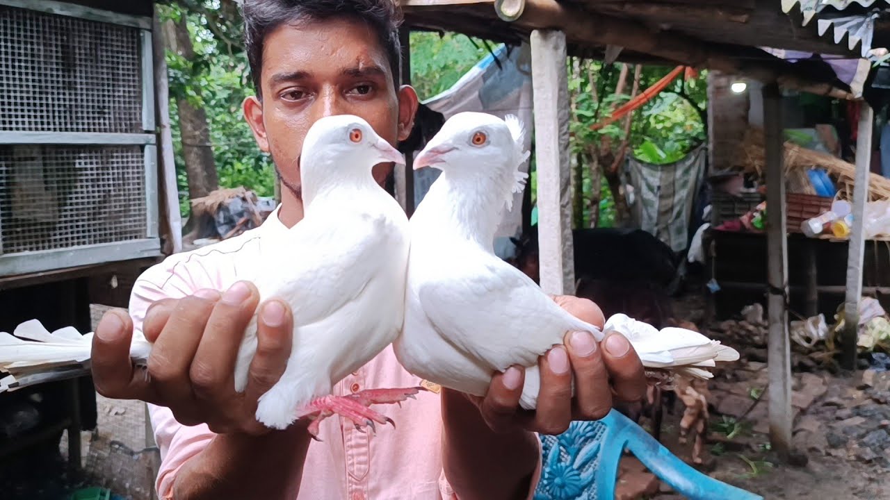 BARUIPUR FAMOUS ZIAUL BHAI MADRASI PIGEON LOFT VISIT
