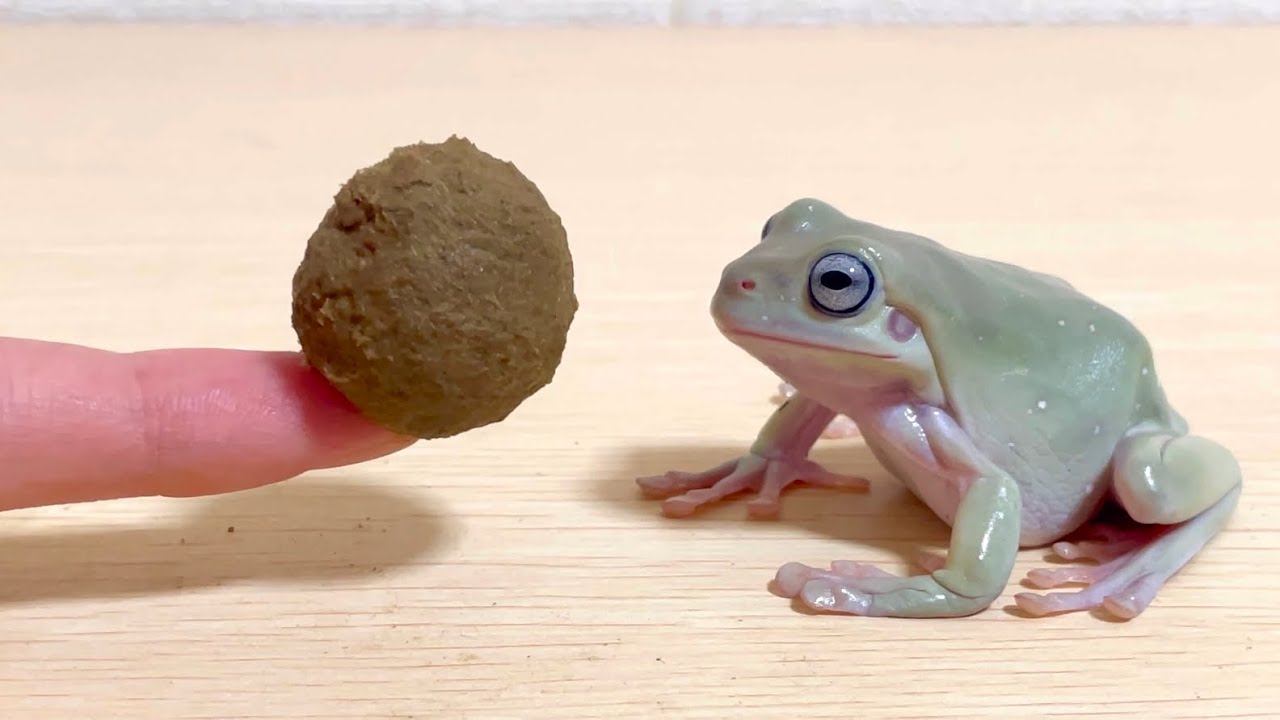 普段の50倍のエサを出されるとカエルはこうなる Cute Frog Video Youtube
