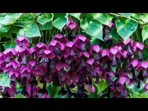 Видео: Корона на лихнис (33 снимки): засаждане и грижи на открито, Atrosanguinea и други многогодишни цветя от малина и други цветове