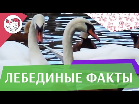5 необычных фактов о лебедях на ilikepet