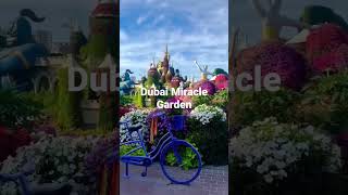 Dubai Miracle Garden sanjeevanitravelsshimla shortsfeed