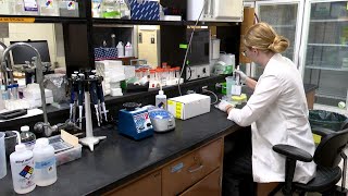 MSU studying whitefish population in Great Lakes