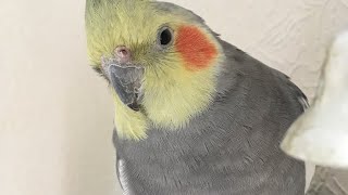 💔❤️‍🔥My Jake. 1997-2024 - age 27yrs 🥰🦜💔❤️‍🔥