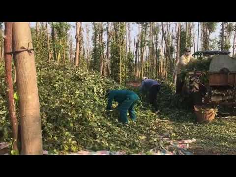 Video Hái tiêu năm 2020 thời đại 4.0. - youtube