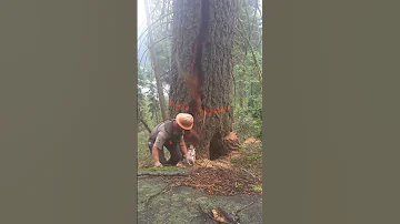 Lumberjack Escapes as Tree Splits During Cut