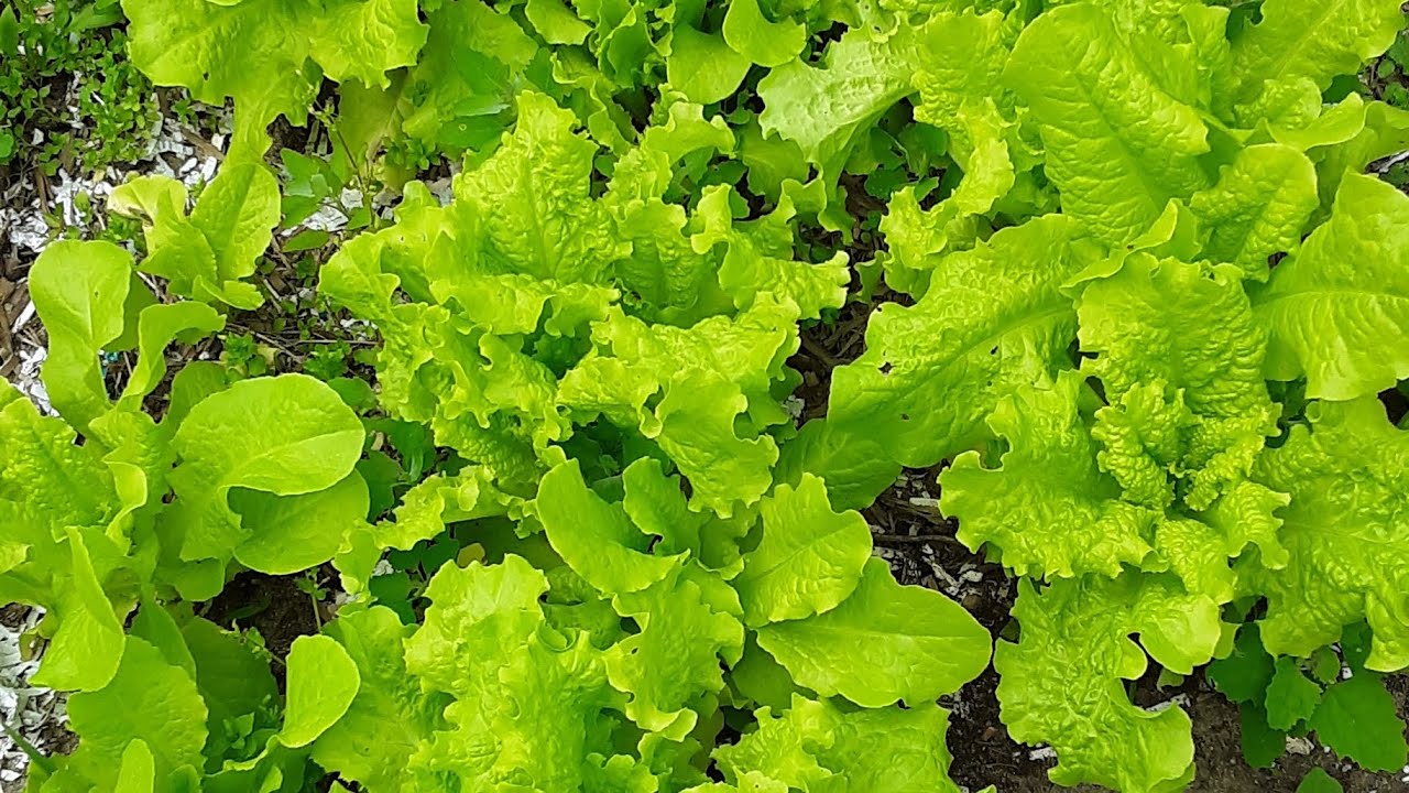 How To Make Home Made Fertilizer And To Create New Buckets To Grow Food how-to-make-home-made-fertilizer-and-to-create-new-buckets-to-grow-food