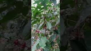 Tierra con sabor a café