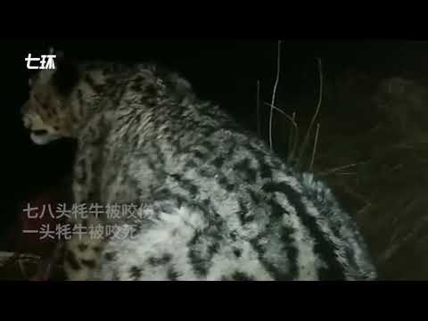 视频：牦牛遇袭，牧民用手机拍到雪豹捕食场景 