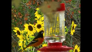 Sunflowers & Birds of Summer 2023 by Backyard Cardinals 69 views 7 months ago 4 minutes, 26 seconds