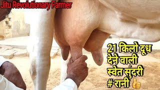 Super #Haryana Breed Cow #Rani. Milk Record 18.250Kg.(Govt. Record). Mother of #Raja #Nandi.