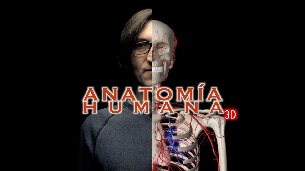 ASMR - ANATOMÍA HUMANA 3D: Arterias🩸
