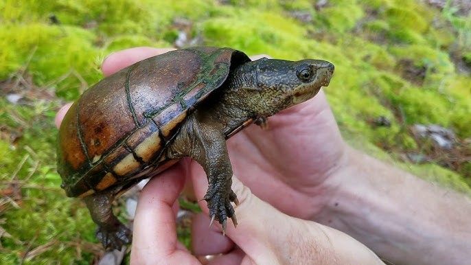 Rock Friends — Anyone need some tiny turtles?