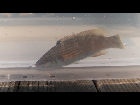 Video: Typer Af Fisk Agn