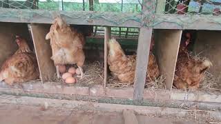Smart chickens‼️Free-ranged egg layers chicken | Semi-organic eggs | No antibiotics egg farming