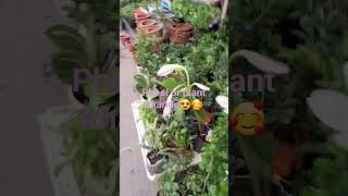 Phool Or Plant Kharide And Sweta Channel