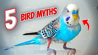 5 Bird Myths You Should Stop Believing